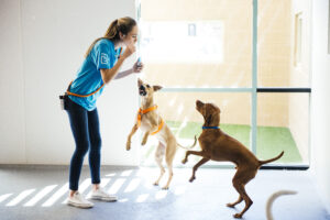 Dogs getting exercise and activity staying healthy at Dogtopia of Summerville, SC
