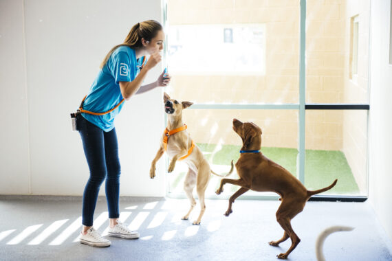 Dogs getting exercise and activity staying healthy at Dogtopia of Summerville, SC