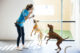 Dogs getting exercise and activity staying healthy at Dogtopia of Summerville, SC
