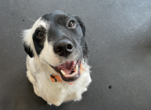 Isla, a small black and white mixed breed puppy, smiling at daycare at Dogtopia of Summerville.