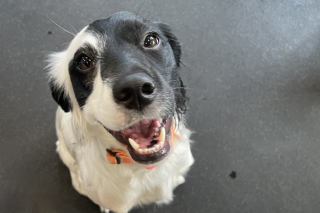 Isla, a small black and white mixed breed puppy, smiling at daycare at Dogtopia of Summerville.