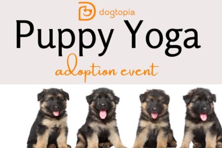 Puppy Yoga in Summerville, SC