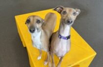 Greyhounds having fun at daycare in summerville south carolina
