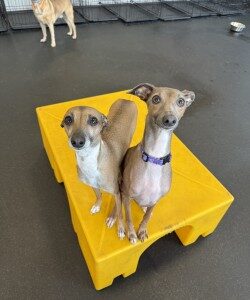 Greyhounds having fun at daycare in summerville south carolina