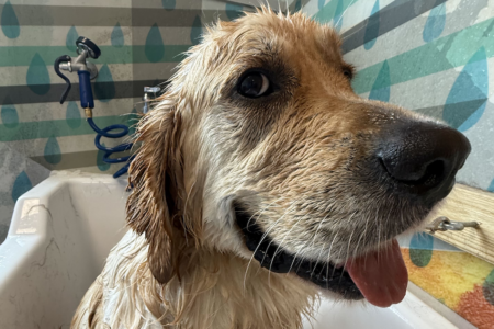 A golden retriever dog getting a bath at Dogtopia of Summerville's dog spa