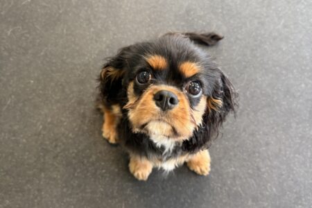 dog playing in daycare, dogs chasing bubbles and having fun