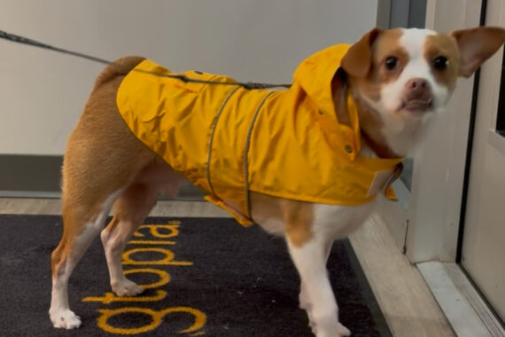 Draco the mixed breed dog in a raincoat on a rainy day in Summerville, SC