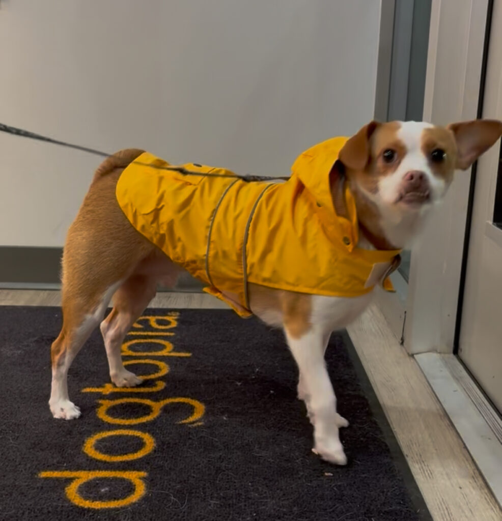 Draco the mixed breed dog in a raincoat on a rainy day in Summerville, SC