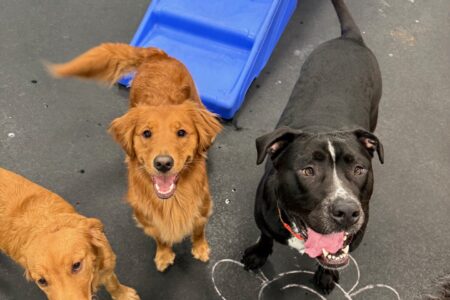 dog friends playing at dog daycare