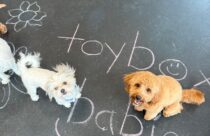 dogs playing in chalk at dog daycare