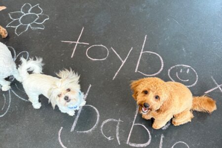 dogs playing in chalk at dog daycare