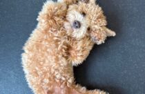 dog playing at daycare with his friends