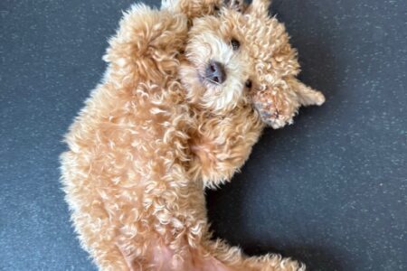 dog playing at daycare with his friends