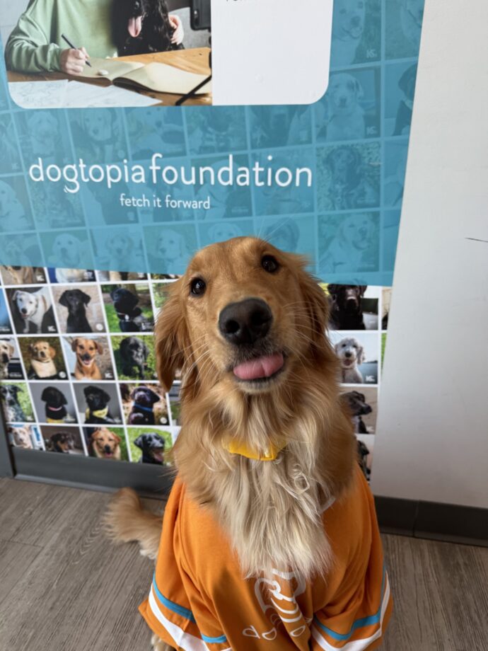 dog at daycare supporting dogtopia foundation for veterans