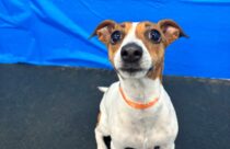 Jack Russell having fun at dog daycare with his friends