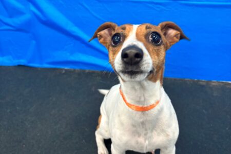 Jack Russell having fun at dog daycare with his friends