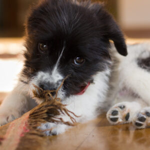A dog who needs dog daycare being destructive at home tearing up the carpet