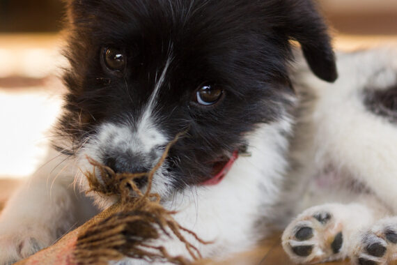 A dog who needs dog daycare being destructive at home tearing up the carpet