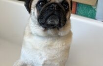 dog getting bath at daycare