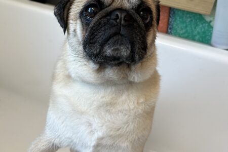 dog getting bath at daycare