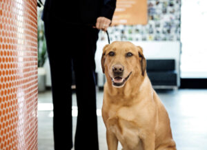 Dogtopia can help dogs live longer--and their parents, too!