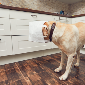 Dog at home with its head in a bag of food