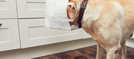 Dog at home with its head in a bag of food