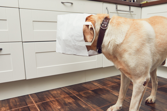 Dog at home with its head in a bag of food