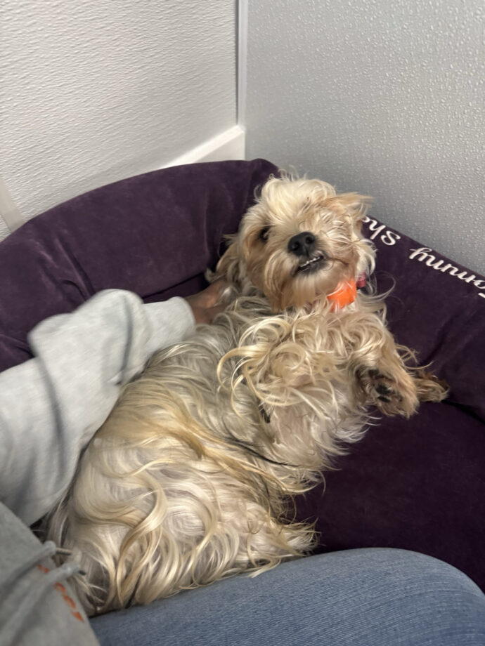 A cozy dog in his bed in a suite at Dogtopia of Summerville