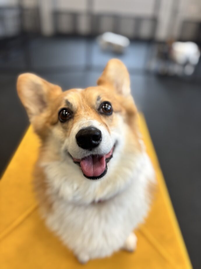 A corgi sitting on agility equipment at Dogtopia of Summerville daycare
