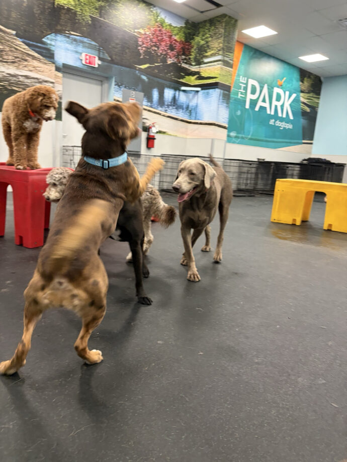 Playtime during boarding