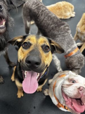 Dog daycare is one of many things to do with dogs near Goose Creek, SC.