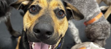 Dog daycare is one of many things to do with dogs near Goose Creek, SC.