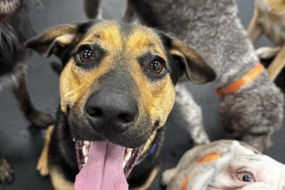 Dog daycare is one of many things to do with dogs near Goose Creek, SC.