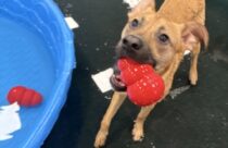 dog pool party at Dogtopia