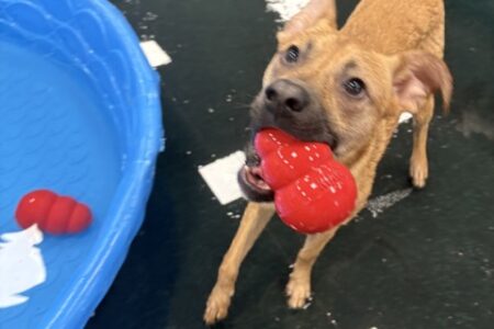 dog pool party at Dogtopia
