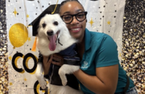 dog training in Summerville, puppy preschool at Dogtopia
