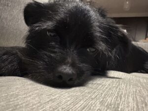 A tired dog sleeping on the couch after a day at dog daycare