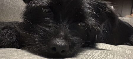 A tired dog sleeping on the couch after a day at dog daycare