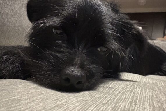 A tired dog sleeping on the couch after a day at dog daycare