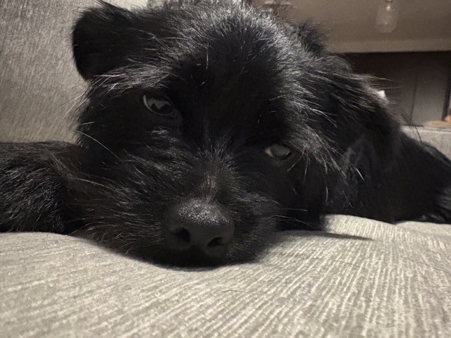 A tired dog sleeping on the couch after a day at dog daycare