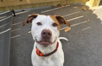 A white and brown dog at outdoor dog daycare in Summerville, SC.