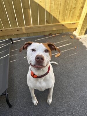 A white and brown dog at outdoor dog daycare in Summerville, SC.