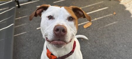 A white and brown dog at outdoor dog daycare in Summerville, SC.
