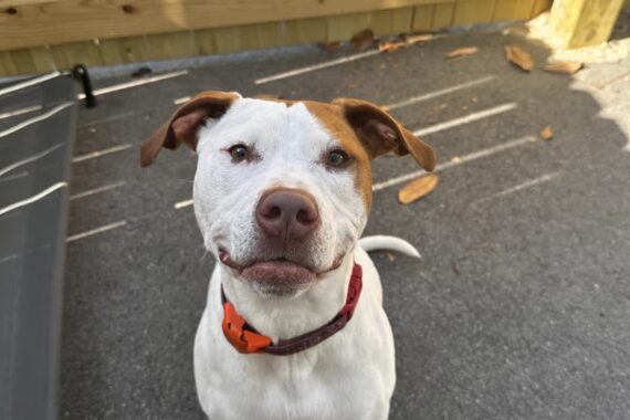 A white and brown dog at outdoor dog daycare in Summerville, SC.