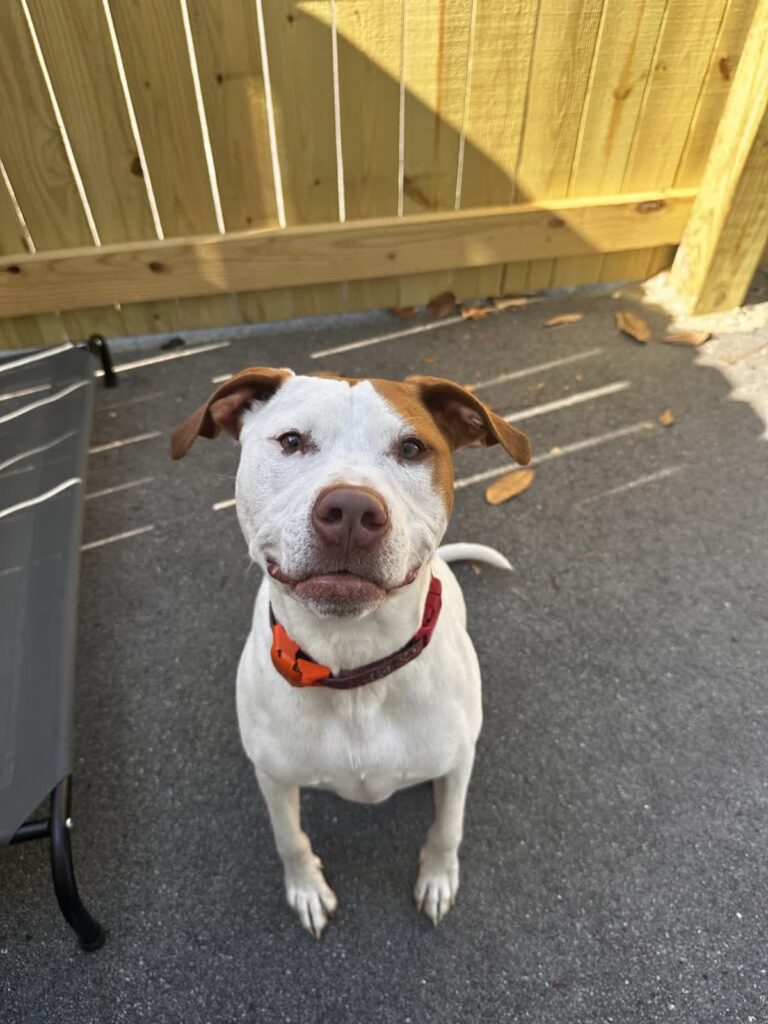 A white and brown dog at outdoor dog daycare in Summerville, SC.