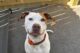 A white and brown dog at outdoor dog daycare in Summerville, SC.