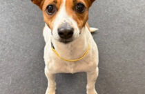 Jack russell terrier at Dogtopia dog daycare in Summerville, SC