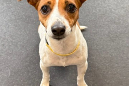 Jack russell terrier at Dogtopia dog daycare in Summerville, SC