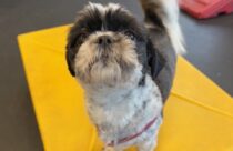 shih tzu